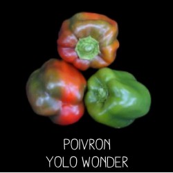 Poivron yolo wonder