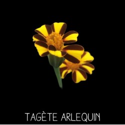 Tagète Arlequin