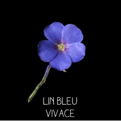 Lin bleu vivace