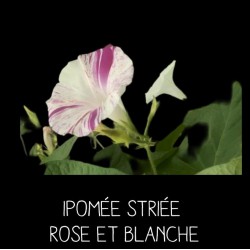 Ipomée striée rose et blanche