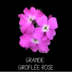 Grande giroflée rose