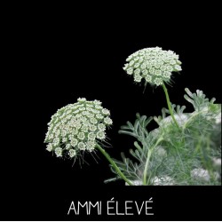AMMI ÉLEVÉ