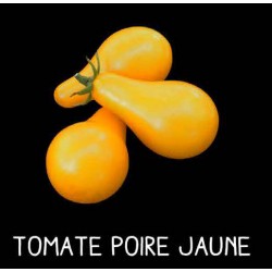 Tomate poire jaune
