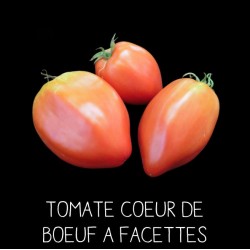 Tomate cœur de bœuf «à...
