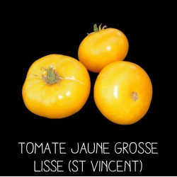 Tomate grosse jaune lisse...