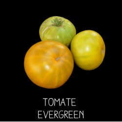 Tomate evergreen ou...