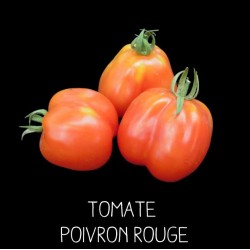 Tomate poivron rouge
