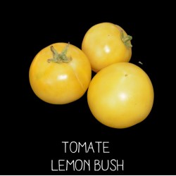 Tomate lemon bush