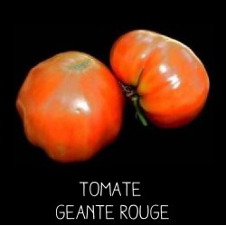 Tomate géante rouge