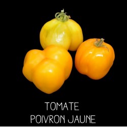 Tomate poivron jaune