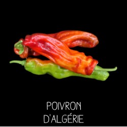 Poivron d’Algérie