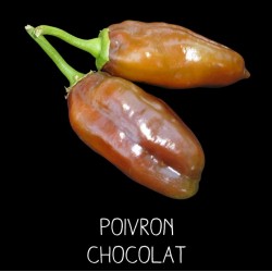 Poivron chocolat