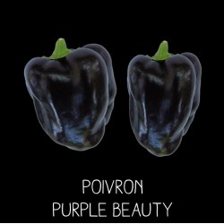 Poivron purple beauty