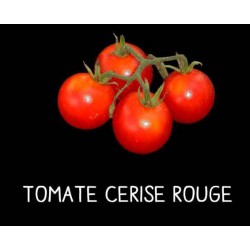 Tomate cerise rouge