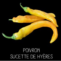 Poivron Sucette de Hyères