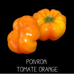 Poivron tomate orange