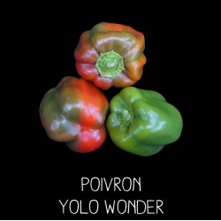 Poivron yolo wonder