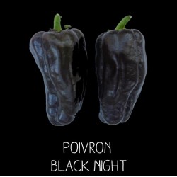 Poivron black night