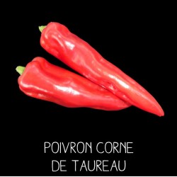 Poivron corne de taureau