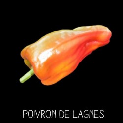 Poivron de Lagnes