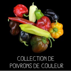 COLLECTION DE POIVRONS DE...