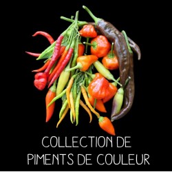 COLLECTION DE PIMENTS DE...