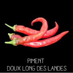 Piment doux long des Landes