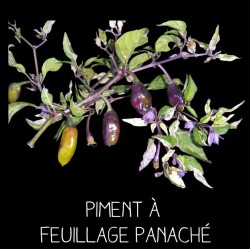 Piment à feuillage panaché