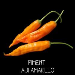 Piment Aji amarillo