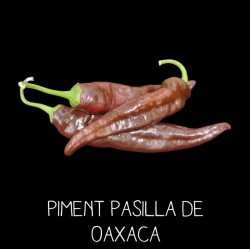 Piment Pasilla de Oaxaca