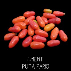 Piment puta pario