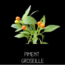 Piment Groseille