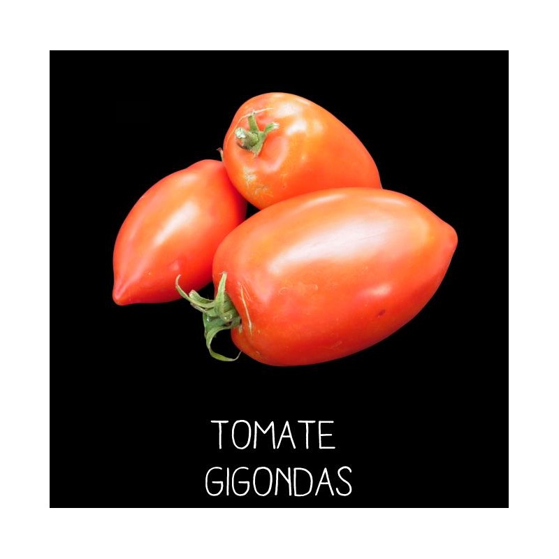 Tomate de Gigondas