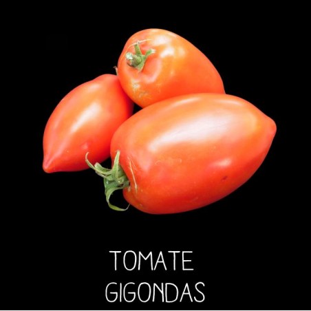 Tomate de Gigondas