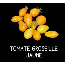 Tomate groseille jaune