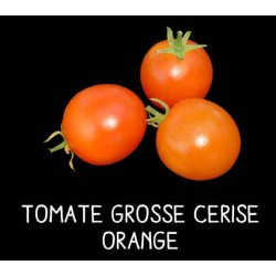 Tomate grosse cerise orange