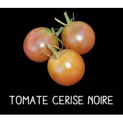 Tomate cerise noire