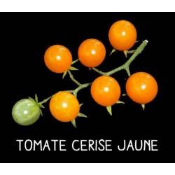 Tomate grosse cerise jaune