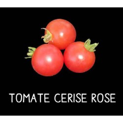 Tomate cerise rose