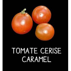 Tomate cerise caramel