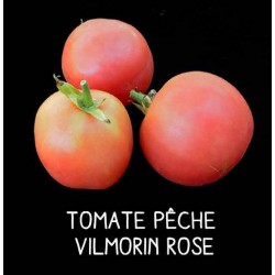 Tomate pêche Vilmorin rose