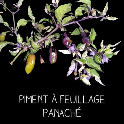 Piment à feuillage panaché