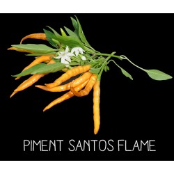 Piment Santos flame