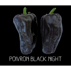 Poivron black night