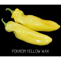 Poivron yellow wax