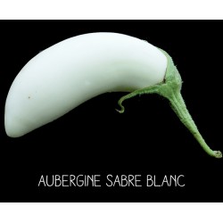 Aubergine sabre blanc