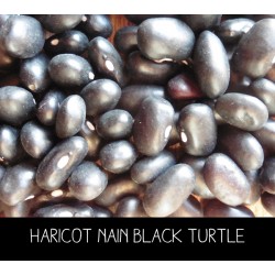 Haricot nain black turtle...