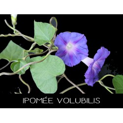 Ipomée volubilis - IPOMEA...
