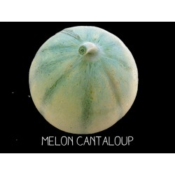 Melon cantaloup - CUCUMIS MELO