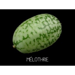Mélothrie - MELOTHRIA